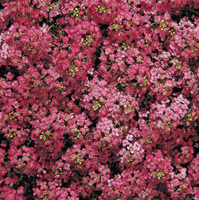  ALYSSE ALYSSE-WONDERLAND (Lobularia maritima)-rose foncé - Graineterie A. DUCRETTET