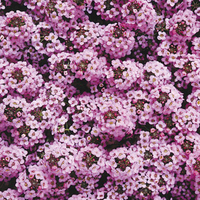  ALYSSE ALYSSE-WONDERLAND (Lobularia maritima)-lavande - Graineterie A. DUCRETTET