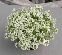  ALYSSE ALYSSE-GIGA (Lobularia maritima)-blanc - Graineterie A. DUCRETTET