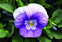  VIOLA CORNUTA VIOLA CORNUTA-ADMIRE F1 (Viola cornuta)-lavender pink face - Graineterie A. DUCRETTET