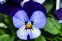 VIOLA CORNUTA VIOLA CORNUTA-ADMIRE F1 (Viola cornuta)-neon purple wing - Graineterie A. DUCRETTET