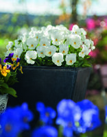  VIOLA CORNUTA VIOLA CORNUTA-ADMIRE F1 (Viola cornuta)-blanc - Graineterie A. DUCRETTET