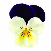  VIOLA CORNUTA VIOLA CORNUTA-ADMIRE F1 (Viola cornuta)-white purple wing - Graineterie A. DUCRETTET