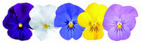  VIOLA CORNUTA VIOLA CORNUTA-ADMIRE F1 (Viola cornuta)-clear mix - Graineterie A. DUCRETTET