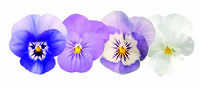  VIOLA CORNUTA VIOLA CORNUTA-ADMIRE F1 (Viola cornuta)-spring fling mix - graines activées - Graineterie A. DUCRETTET