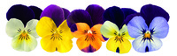  VIOLA CORNUTA VIOLA CORNUTA-ADMIRE F1 (Viola cornuta)-jump up mix - graines activées - Graineterie A. DUCRETTET