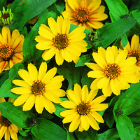  ZINNIA A PETITES FLEURS ZINNIA A PETITES FLEURS-PROFUSION F1 (Zinnia marylandica)-lemon (jaune citron) - Graineterie A. DUCRETTET