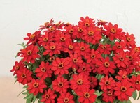  ZINNIA A PETITES FLEURS ZINNIA A PETITES FLEURS-PROFUSION F1 (Zinnia marylandica)-rouge - Graineterie A. DUCRETTET