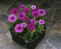  OSTEOSPERMUM OSTEOSPERMUM-PASSION (Osteospermum ecklonis)-rose - Graineterie A. DUCRETTET