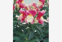  MUFLIER MUFLIER-FLORAL SHOWERS F1 (Antirrhinum)-corail bicolore - Graineterie A. DUCRETTET