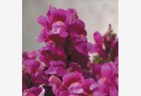  MUFLIER MUFLIER-FLORAL SHOWERS F1 (Antirrhinum)-lilas - Graineterie A. DUCRETTET