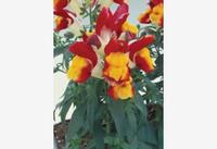  MUFLIER MUFLIER-FLORAL SHOWERS F1 (Antirrhinum)-bicolore rouge et jaune - Graineterie A. DUCRETTET