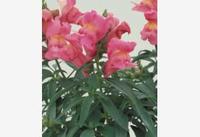  MUFLIER MUFLIER-FLORAL SHOWERS F1 (Antirrhinum)-rose clair - Graineterie A. DUCRETTET