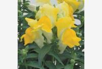  MUFLIER MUFLIER-FLORAL SHOWERS F1 (Antirrhinum)-jaune - Graineterie A. DUCRETTET