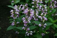 Graines de fleurs NEPETA ou CATAIRE BLUE PANTHER (Nepeta) - Graineterie A. DUCRETTET