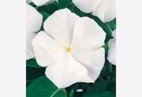  PERVENCHE DE MADAGASCAR PERVENCHE DE MADAGASCAR-VICTORY (Vinca rosea)-blanc - Graineterie A. DUCRETTET