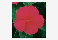  PERVENCHE DE MADAGASCAR PERVENCHE DE MADAGASCAR-VICTORY (Vinca rosea)-rouge - Graineterie A. DUCRETTET