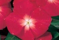  PERVENCHE DE MADAGASCAR PERVENCHE DE MADAGASCAR-VICTORY (Vinca rosea)-abricot - Graineterie A. DUCRETTET