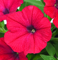  PETUNIA RETOMBANT traçant PETUNIA RETOMBANT traçant-SUCCESS! F1 (Petunia)-rouge - graines enrobées - Graineterie A. DUCRETTET