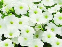  PETUNIA RETOMBANT traçant PETUNIA RETOMBANT traçant-SUCCESS! F1 (Petunia)-blanc - graines enrobées - Graineterie A. DUCRETTET