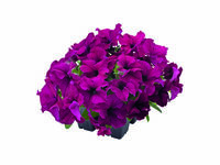  PETUNIA grandiflora PETUNIA grandiflora-SUCCESS! 360° F1 (Petunia grandiflora)-bourgogne - graines enrobées - Graineterie A. DUCRETTET