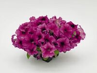  PETUNIA grandiflora PETUNIA grandiflora-SUCCESS! 360° F1 (Petunia grandiflora)-bourgogne veiné - graines enrobées - Graineterie A. DUCRETTET