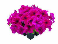  PETUNIA grandiflora PETUNIA grandiflora-SUCCESS! 360° F1 (Petunia grandiflora)-rose vif - graines enrobées - Graineterie A. DUCRETTET