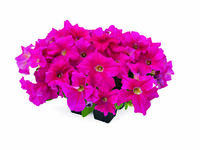  PETUNIA grandiflora PETUNIA grandiflora-SUCCESS! 360° F1 (Petunia grandiflora)-rose foncé - graines enrobées - Graineterie A. DUCRETTET