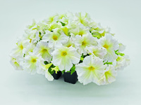  PETUNIA grandiflora PETUNIA grandiflora-SUCCESS! 360° F1 (Petunia grandiflora)-jaune pâle - graines enrobées - Graineterie A. DUCRETTET