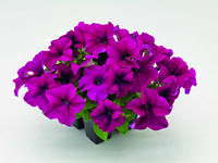  PETUNIA grandiflora PETUNIA grandiflora-SUCCESS! 360° F1 (Petunia grandiflora)-pourpre - graines enrobées - Graineterie A. DUCRETTET