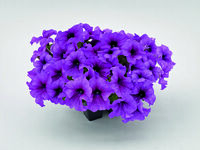  PETUNIA grandiflora PETUNIA grandiflora-SUCCESS! 360° F1 (Petunia grandiflora)-pourpre veiné - graines enrobées - Graineterie A. DUCRETTET