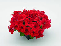  PETUNIA grandiflora PETUNIA grandiflora-SUCCESS! 360° F1 (Petunia grandiflora)-rouge - graines enrobées - Graineterie A. DUCRETTET