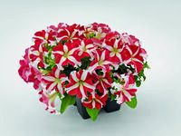  PETUNIA grandiflora PETUNIA grandiflora-SUCCESS! 360° F1 (Petunia grandiflora)-red star (rouge étoilé) - graines enrobées - Graineterie A. DUCRETTET