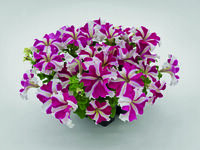  PETUNIA grandiflora PETUNIA grandiflora-SUCCESS! 360° F1 (Petunia grandiflora)-rose star (rose étoilé) - graines enrobées - Graineterie A. DUCRETTET