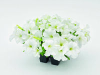  PETUNIA grandiflora PETUNIA grandiflora-SUCCESS! 360° F1 (Petunia grandiflora)-blanc - graines enrobées - Graineterie A. DUCRETTET