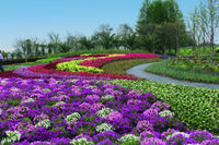  PETUNIA grandiflora PETUNIA grandiflora-SUCCESS! 360° F1 (Petunia grandiflora)-mélange - graines enrobées - Graineterie A. DUCRETTET