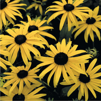 Graines de fleurs RUDBECKIA GOLDSTURM (Rudbeckia fulgida var. sullivantii) - Graineterie A. DUCRETTET