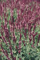 Graines de fleurs Annuelles - SAUGE NEMOROSA - Graineterie A. DUCRETTET