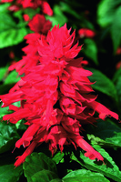  SAUGE SPLENDENS SAUGE SPLENDENS-MOJAVE (Salvia splendens)-rouge - Graineterie A. DUCRETTET