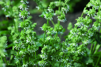  SAUGE NEMOROSA SAUGE NEMOROSA-DWARF BLUE QUEEN (Salvia farinacea)-bleu - Graineterie A. DUCRETTET