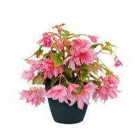  BEGONIA HYBRIDE BEGONIA HYBRIDE-FUNKY (Begonia hybrida)-rose clair - Graineterie A. DUCRETTET