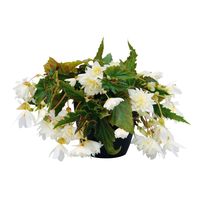  BEGONIA HYBRIDE BEGONIA HYBRIDE-FUNKY (Begonia hybrida)-blanc - Graineterie A. DUCRETTET