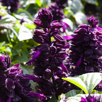 Graines de fleurs SAUGE SPLENDENS MOJAVE (Salvia splendens) - Graineterie A. DUCRETTET