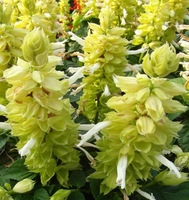 SAUGE SPLENDENS SAUGE SPLENDENS-MOJAVE (Salvia splendens)-blanc - Graineterie A. DUCRETTET