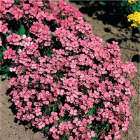Graines de fleurs ARABETTE DES ALPES ROSA (Arabis alpina ssp. caucasica) - Graineterie A. DUCRETTET
