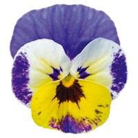  VIOLA CORNUTA VIOLA CORNUTA-ADMIRE F1 (Viola cornuta)-yellow purple wing - graines activées - Graineterie A. DUCRETTET