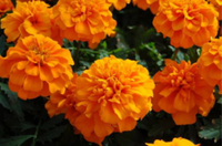 Graines de fleurs OEILLET D'INDE SALSA (Tagetes patula nana) - Graineterie A. DUCRETTET