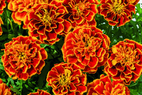  OEILLET D'INDE OEILLET D'INDE-SALSA (Tagetes patula nana)-FLAME (orange flammé) - graines enrobées - Graineterie A. DUCRETTET