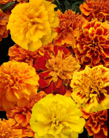  OEILLET D'INDE OEILLET D'INDE-SALSA (Tagetes patula nana)-mélange - graines enrobées - Graineterie A. DUCRETTET