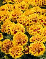  OEILLET D'INDE OEILLET D'INDE-SALSA (Tagetes patula nana)-FIRE (jaune flamé) - graines enrobées - Graineterie A. DUCRETTET